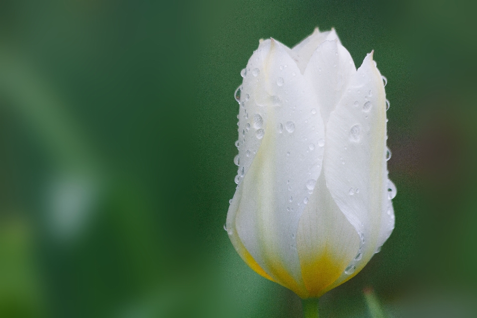 Naturaleza florecer planta blanco