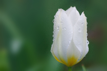 Nature blossom plant white Photo