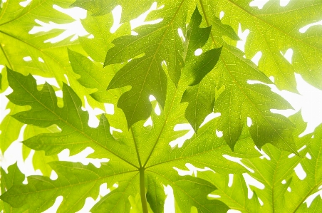 Tree branch abstract plant Photo