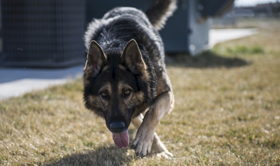 Trabalhando cachorro animal canino
