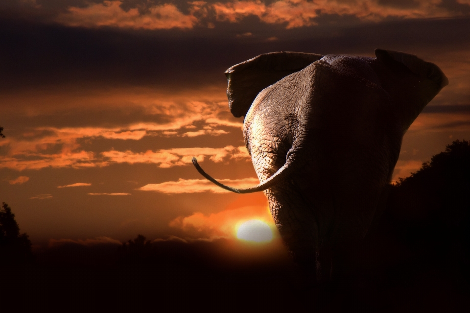 Natur wildnis
 silhouette wolke