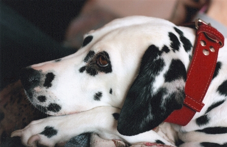 Foto Cane canino
 guardare animale domestico