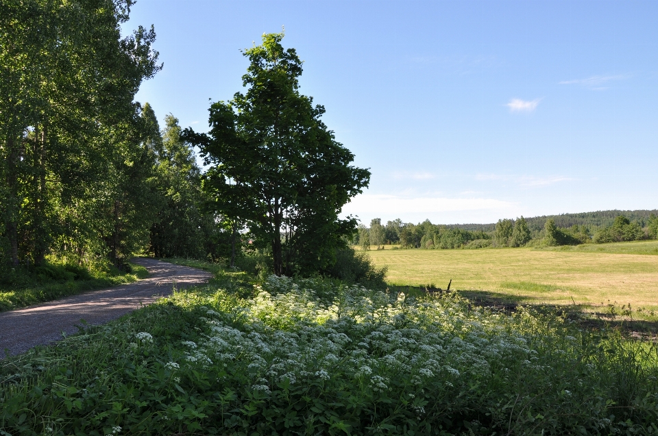 Paesaggio albero natura erba