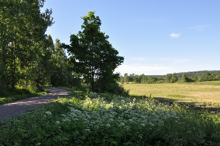 Landscape tree nature grass Photo