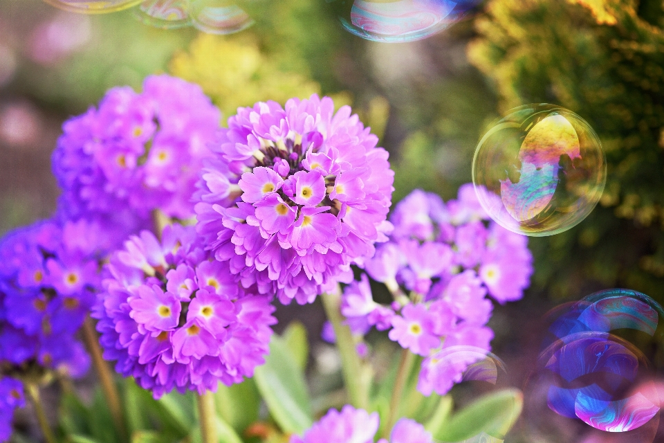 自然 花 植物 花弁