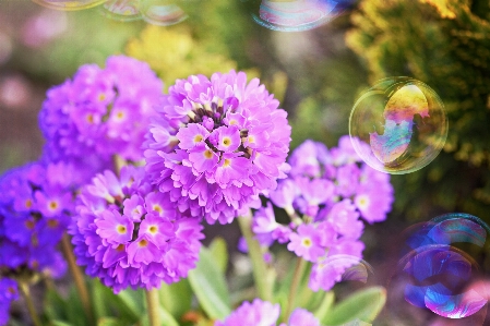 Nature blossom plant flower Photo