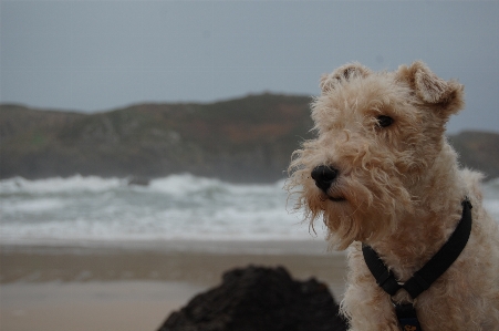 Beach dog mammal vertebrate Photo