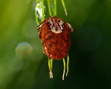 Nature photography leaf flower Photo