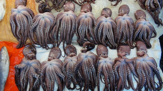 Fish market carving south korea squids Photo