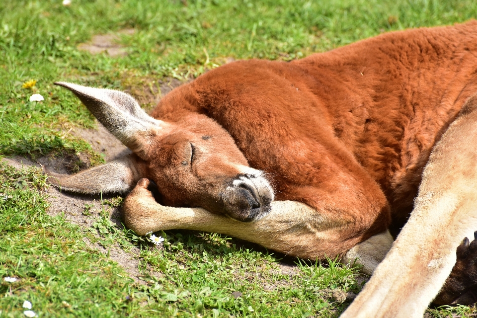 Tierwelt zoo weiden
 säugetier