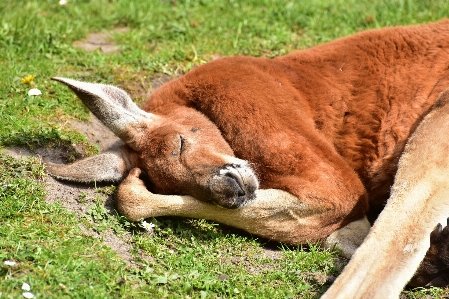 Wildlife zoo grazing mammal Photo