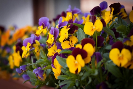 自然 花 植物 花弁 写真