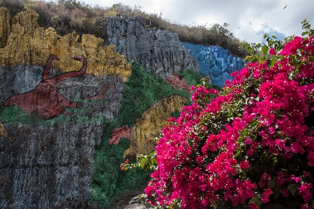 木 rock 植物 葉 写真