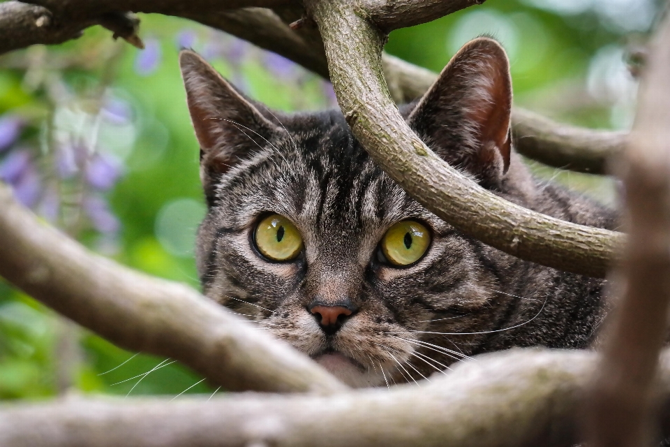 Kol saati ağaç çiçek kedi