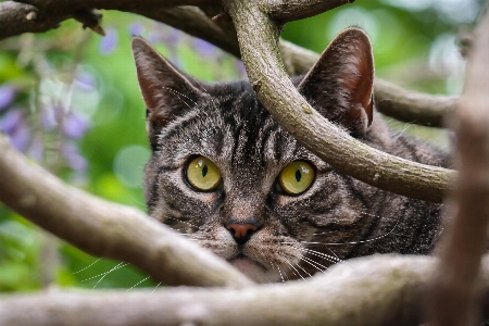 Watch tree flower cat Photo