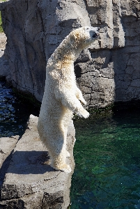 クマ 野生動物 動物園 毛皮 写真