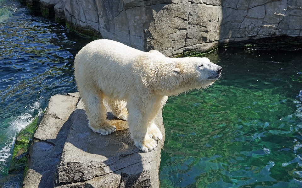 動物 クマ 野生動物 動物園