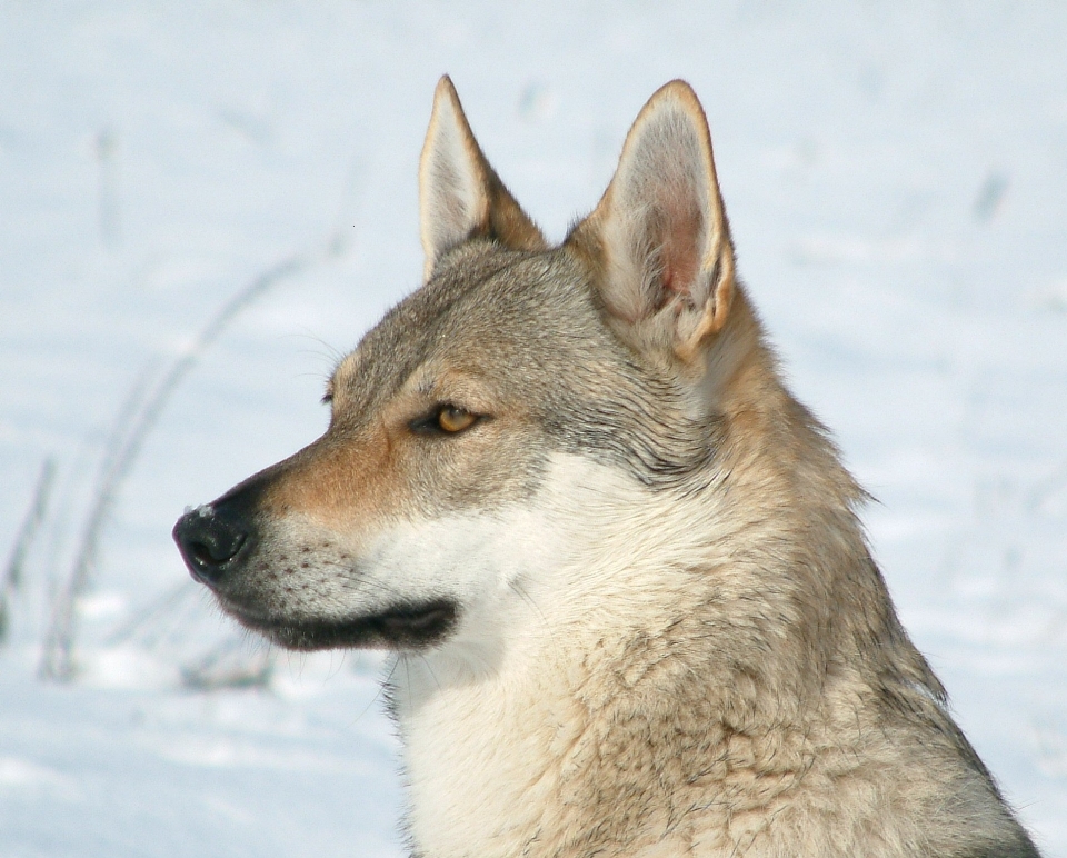 Neve cachorro animal canino
