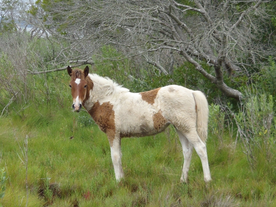 Natur wiese
 suchen tierwelt