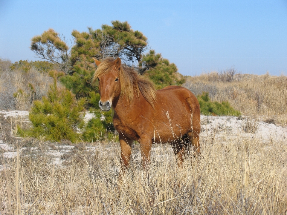 Natura prato
 prateria
 guardare