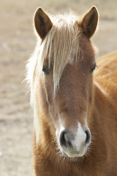 Nature shore wildlife portrait