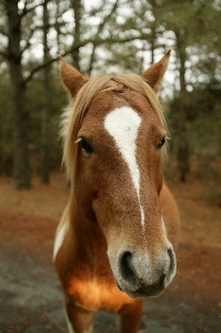 Nature wildlife portrait pasture Photo