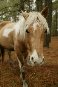 Nature wildlife portrait pasture Photo