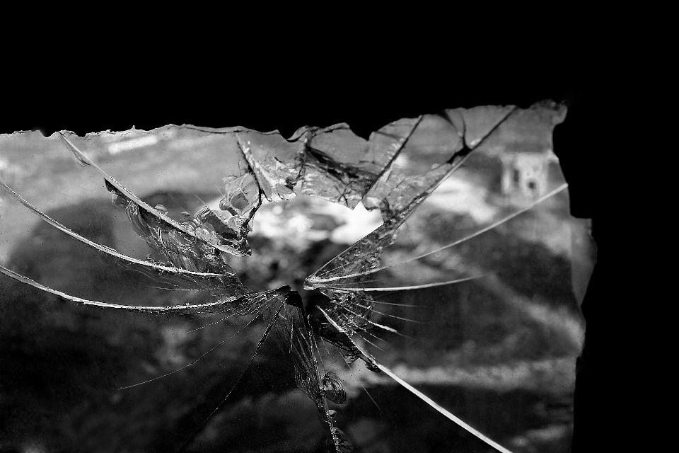 Aile noir et blanc
 la photographie feuille