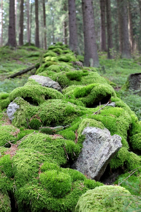 Lanskap pohon alam hutan