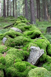 Landschaft baum natur wald Foto