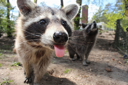 Animal cute zoo mammal Photo