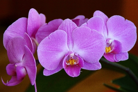 Foto Naturaleza planta flor púrpura