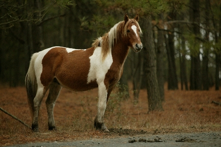 Nature wildlife pasture grazing Photo