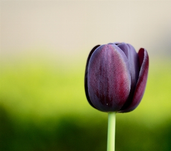 Blossom plant photography flower Photo