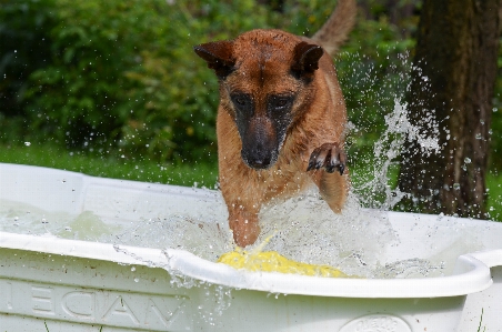 Foto Acqua cane estate maschio