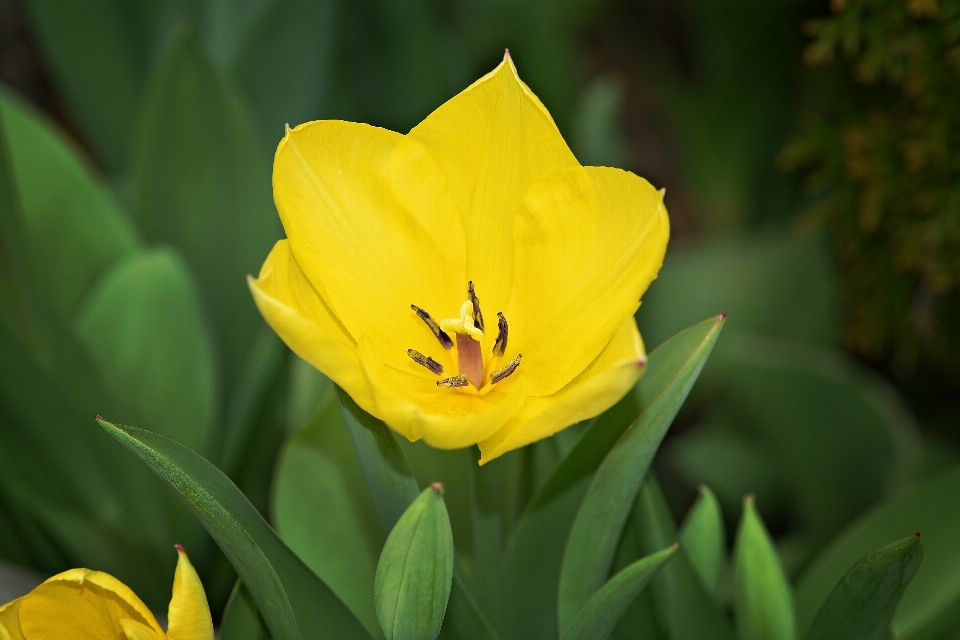 Nature fleurir usine fleur