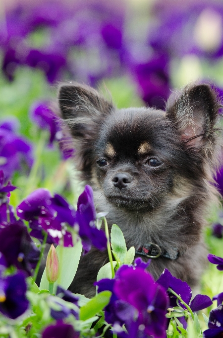 Süss blume welpe hund