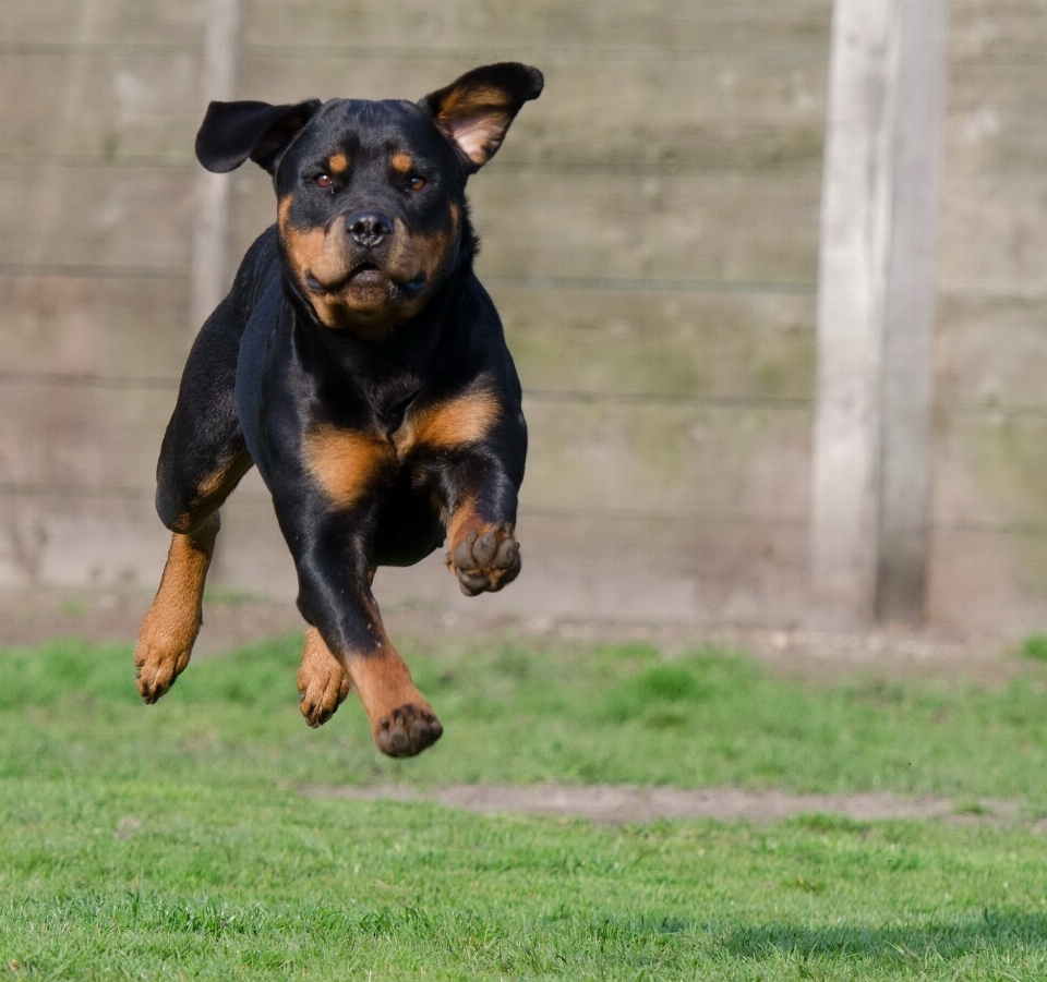 Chien saut mammifère vertébré
