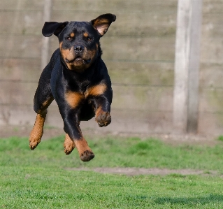 Dog jump mammal vertebrate Photo