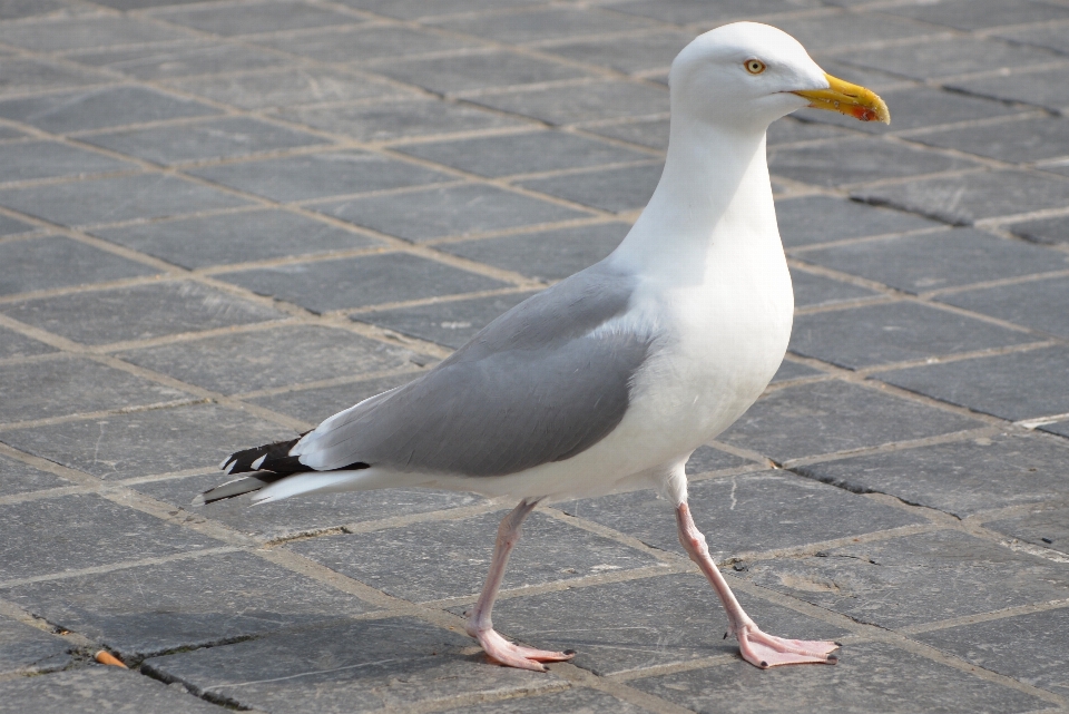 Pájaro animal ave marina
 gaviota