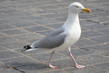 Foto Burung satwa laut
 camar