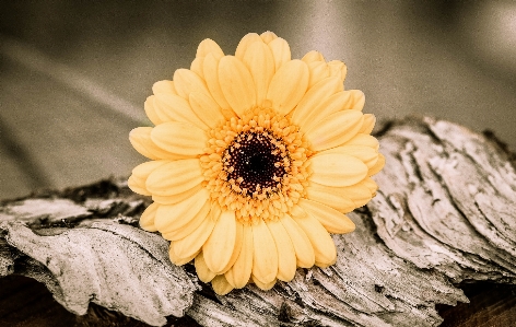 Blossom plant wood photography Photo