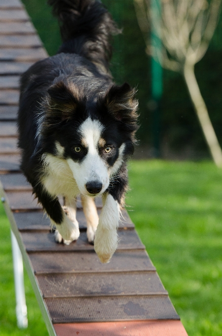 Chiot chien la toile entraînement