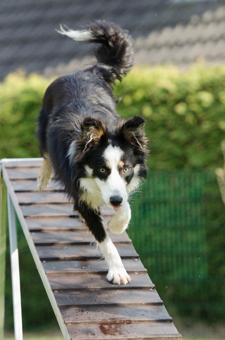 Cachorro perro web collie
