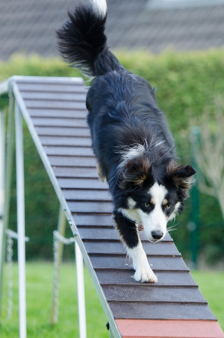 Köpek yavrusu ağ eğitim