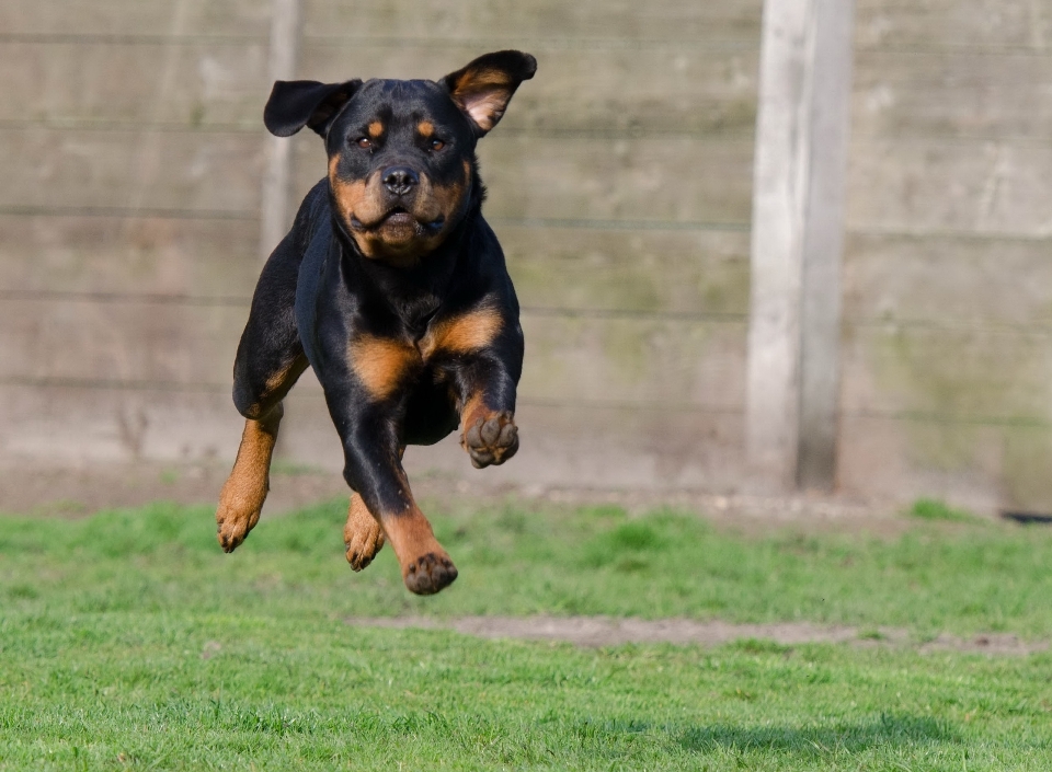 Cachorro mamífero vertebrado
 raça de cachorro
