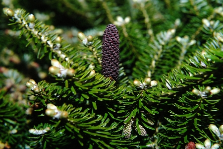 木 自然 ブランチ 植物 写真