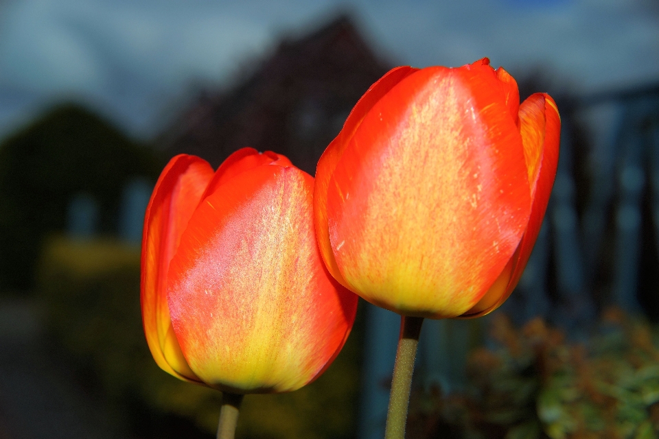 Usine fleur pétale tulipe