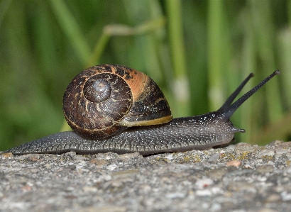 Yaban hayatı fauna omurgasız kapatmak
 Fotoğraf