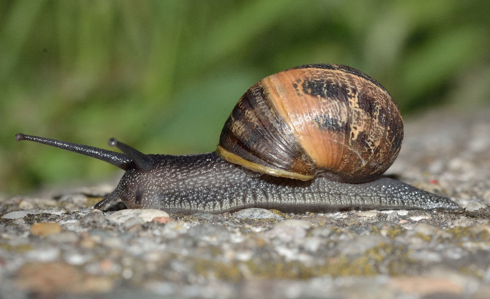 Tierwelt fauna wirbellos nahaufnahme
